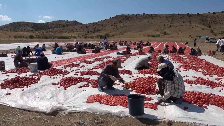 Domatesler ihracat için güneşe serildi: 7 ülkeye gönderilecek