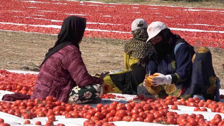 Domatesler ihracat için güneşe serildi: 7 ülkeye gönderilecek