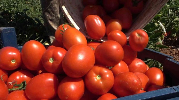 Domatesler ihracat için güneşe serildi: 7 ülkeye gönderilecek