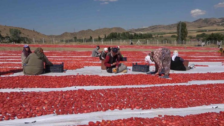 Domatesler ihracat için güneşe serildi: 7 ülkeye gönderilecek