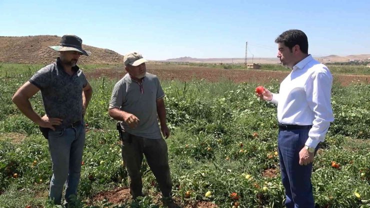 İşçi bulamayan üretici: "İyi ki mülteciler var"