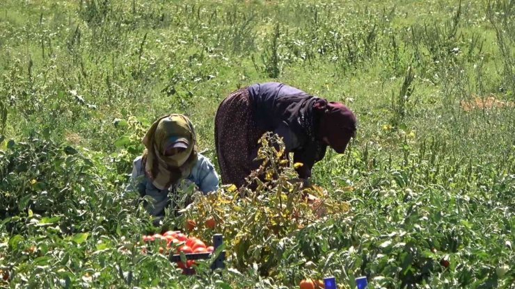 İşçi bulamayan üretici: "İyi ki mülteciler var"