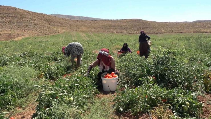 İşçi bulamayan üretici: "İyi ki mülteciler var"