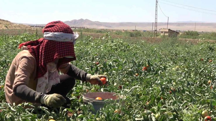 İşçi bulamayan üretici: "İyi ki mülteciler var"