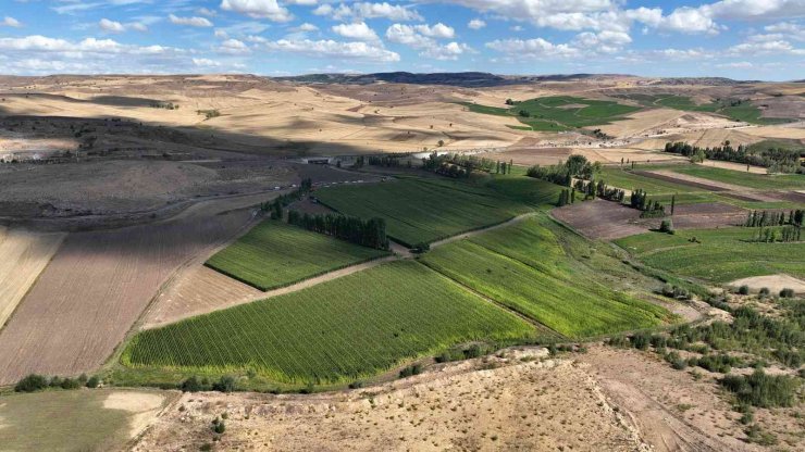 Sivas’ta silajlık mısır hasadı yapıldı