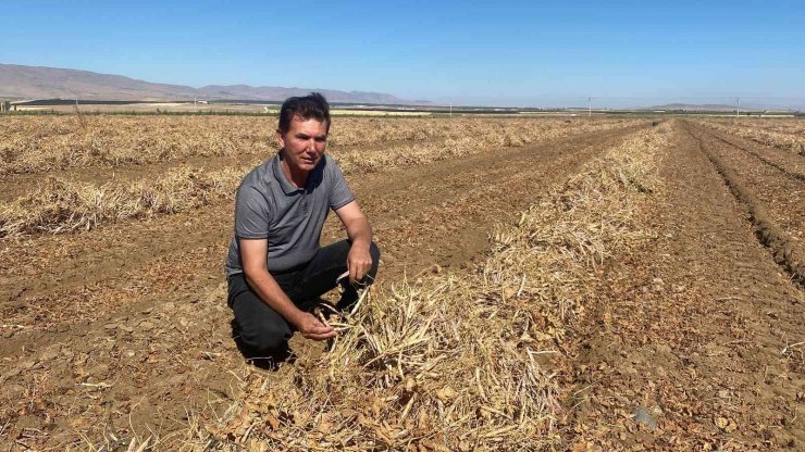 Niğde’de kuru fasulye ve barbunyada 65 bin ton rekolte bekleniyor