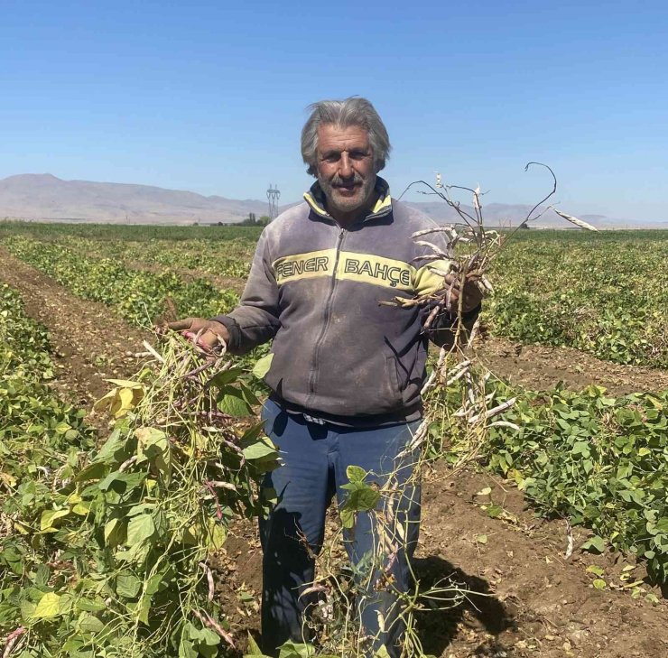 Niğde’de kuru fasulye ve barbunyada 65 bin ton rekolte bekleniyor