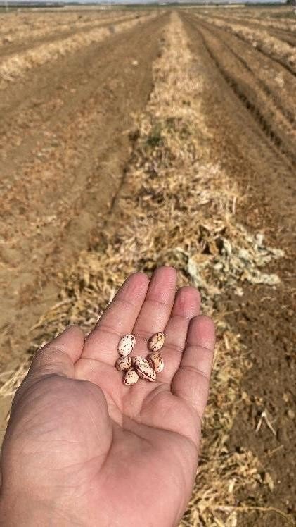 Niğde’de kuru fasulye ve barbunyada 65 bin ton rekolte bekleniyor