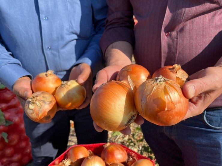 Hasadı yapılan soğan bu yıl üreticinin yüzünü güldürdü