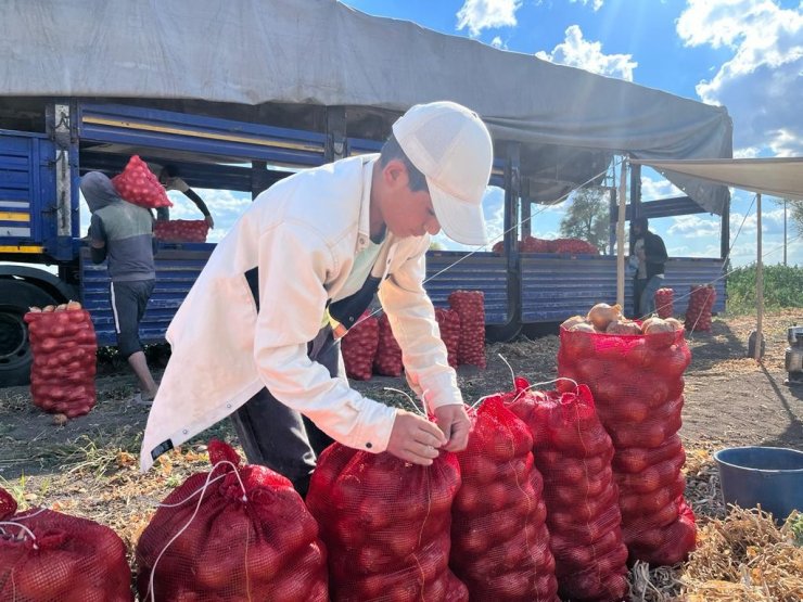 Hasadı yapılan soğan bu yıl üreticinin yüzünü güldürdü