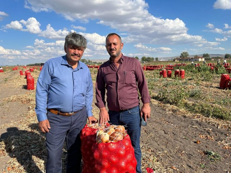 Hasadı yapılan soğan bu yıl üreticinin yüzünü güldürdü