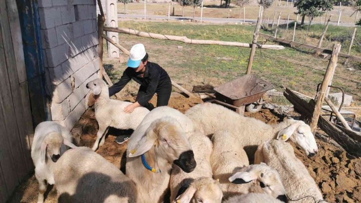 Genç kız kendisine alışamayan koyunlar için babası gibi giyinip türküler söylüyor