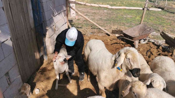 Genç kız kendisine alışamayan koyunlar için babası gibi giyinip türküler söylüyor