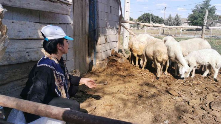 Genç kız kendisine alışamayan koyunlar için babası gibi giyinip türküler söylüyor