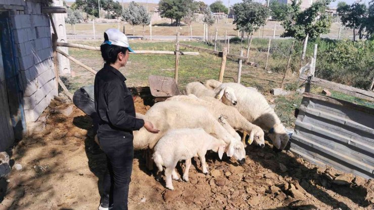 Genç kız kendisine alışamayan koyunlar için babası gibi giyinip türküler söylüyor