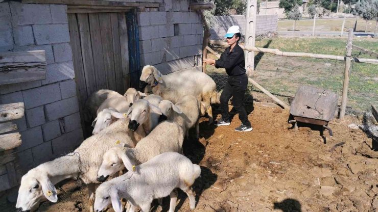 Genç kız kendisine alışamayan koyunlar için babası gibi giyinip türküler söylüyor