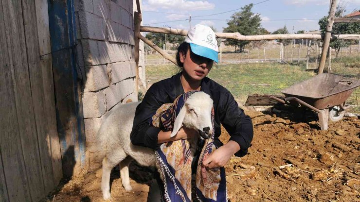 Genç kız kendisine alışamayan koyunlar için babası gibi giyinip türküler söylüyor