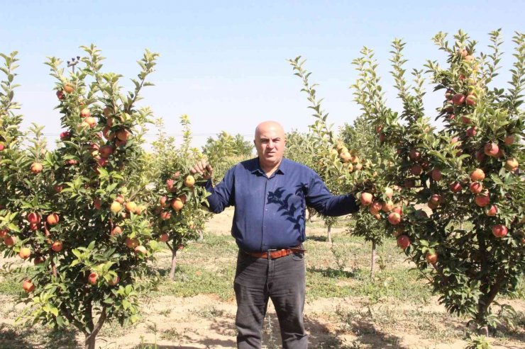 Karaman’da dalları elma bastı