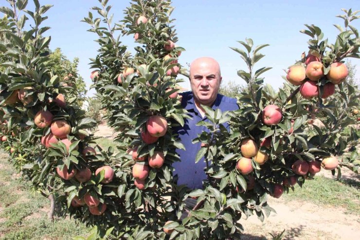 Karaman’da dalları elma bastı