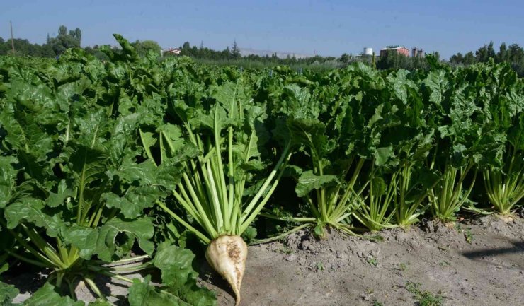 Yozgat’ta şeker pancarı alım fiyatı üreticiyi memnun etti