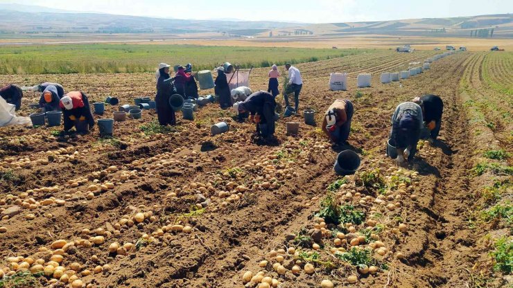 Tek tek elle toplanan patateste hasat başladı