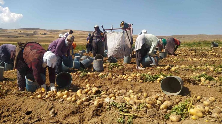 Tek tek elle toplanan patateste hasat başladı