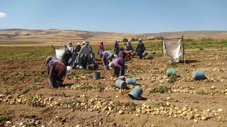 Tek tek elle toplanan patateste hasat başladı