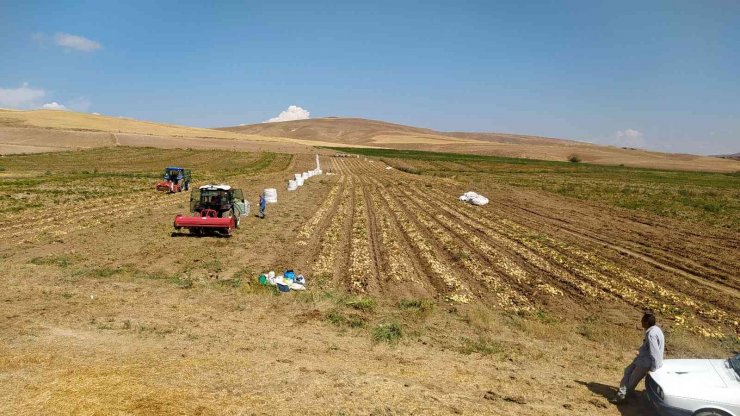 Tek tek elle toplanan patateste hasat başladı