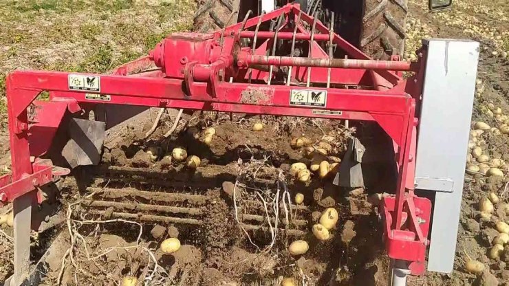 Tek tek elle toplanan patateste hasat başladı