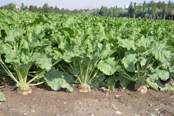 Yozgat’ta şeker pancarı alım fiyatı üreticiyi memnun etti