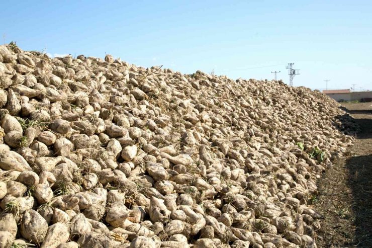 Yozgat’ta şeker pancarı alım fiyatı üreticiyi memnun etti