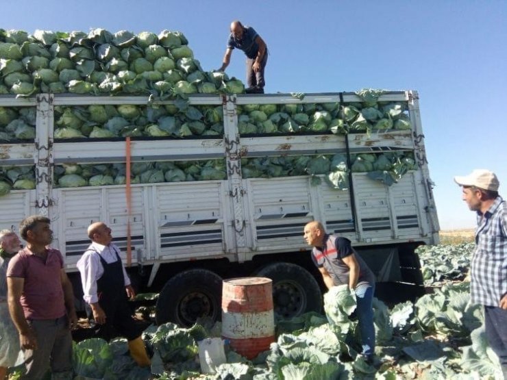 Niğde’de 130 bin ton lahana rekoltesi bekleniyor