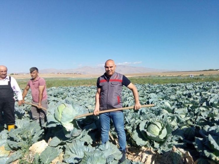 Niğde’de 130 bin ton lahana rekoltesi bekleniyor