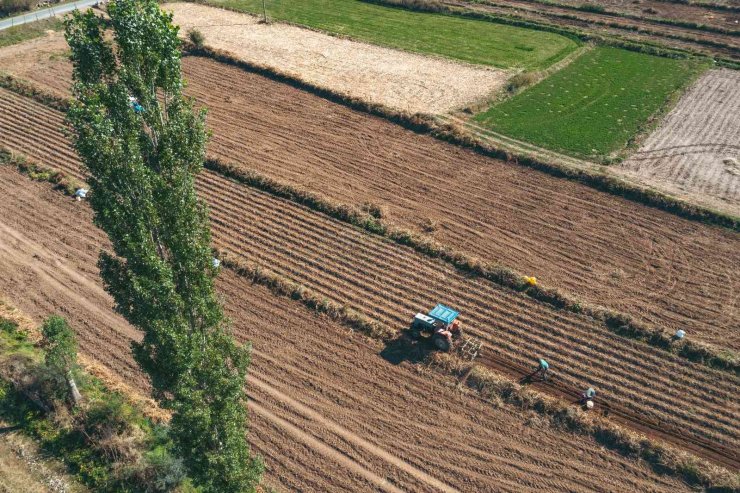 Patateste 40 bin tona yakın rekolte bekleniyor