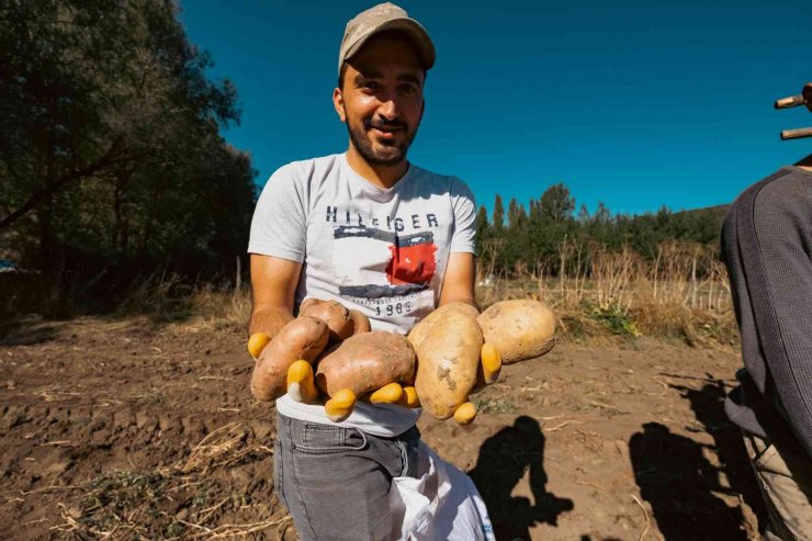 Patateste 40 bin tona yakın rekolte bekleniyor