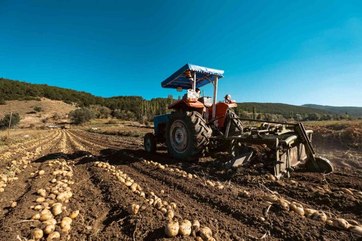 Patateste 40 bin tona yakın rekolte bekleniyor