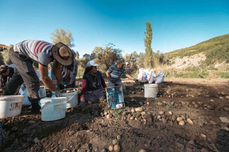 Patateste 40 bin tona yakın rekolte bekleniyor