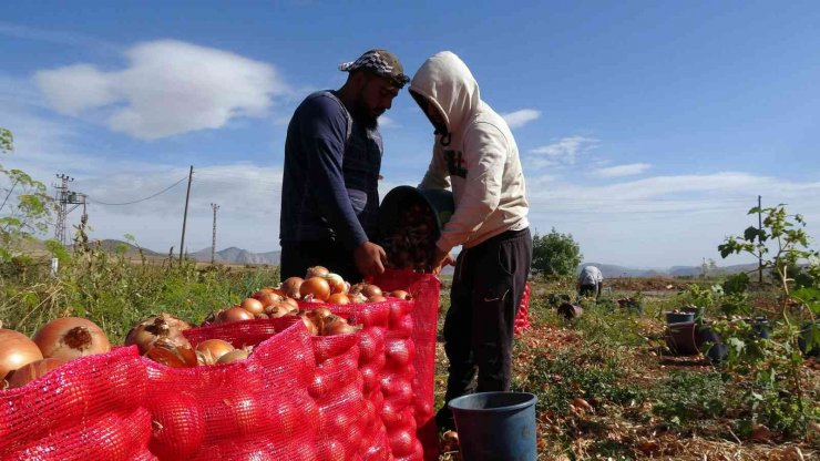 Soğan rekoltesi ve fiyatıyla üreticinin yüzünü güldürdü