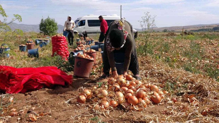 Soğan rekoltesi ve fiyatıyla üreticinin yüzünü güldürdü