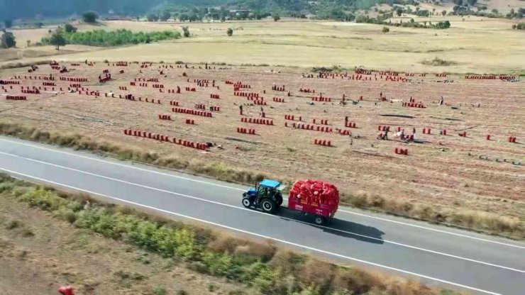 Soğan rekoltesi ve fiyatıyla üreticinin yüzünü güldürdü