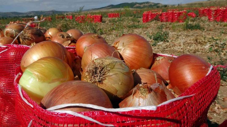 Soğan rekoltesi ve fiyatıyla üreticinin yüzünü güldürdü