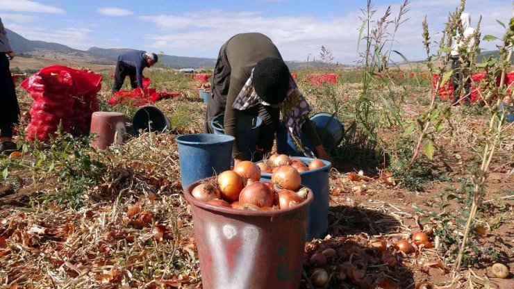 Soğan rekoltesi ve fiyatıyla üreticinin yüzünü güldürdü