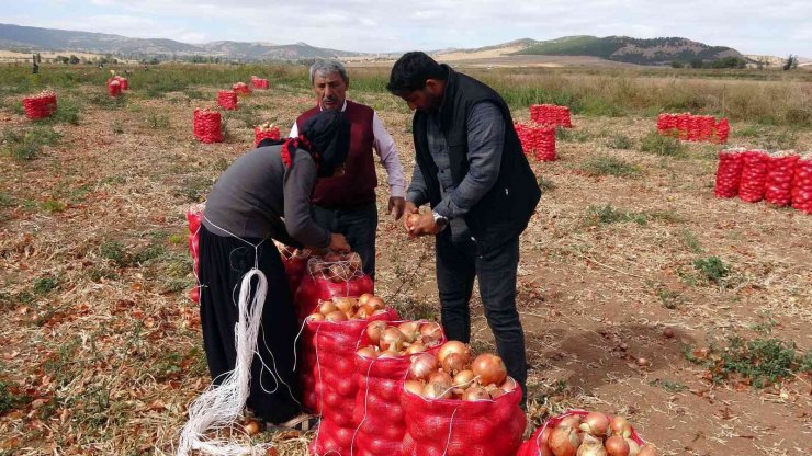 Soğan rekoltesi ve fiyatıyla üreticinin yüzünü güldürdü