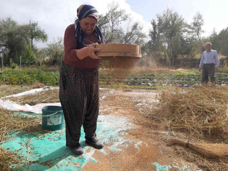 Bu mahallede yetiştirilen susam tahin üreticilerinin gözdesi