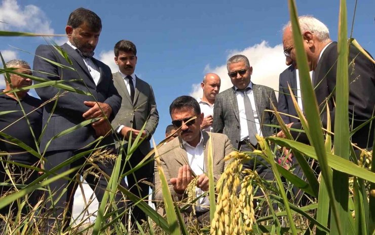 Çeltik rekoltesi çiftçinin yüzünü güldürdü