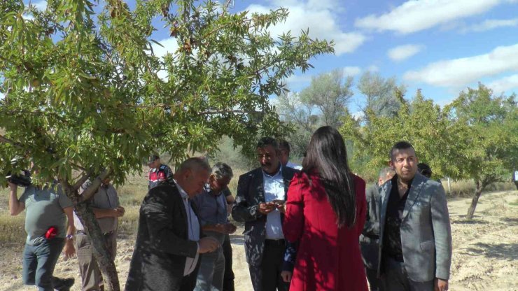 Nevşehir’de badem hasadı yapıldı