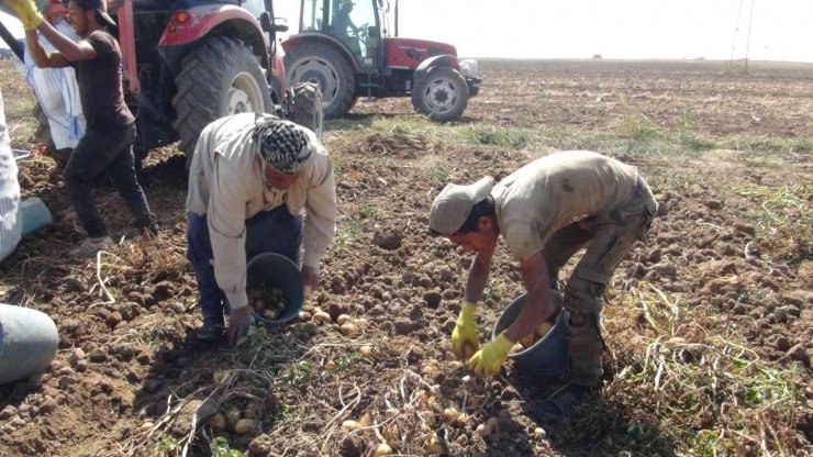 Niğde’de patates hasadı başladı