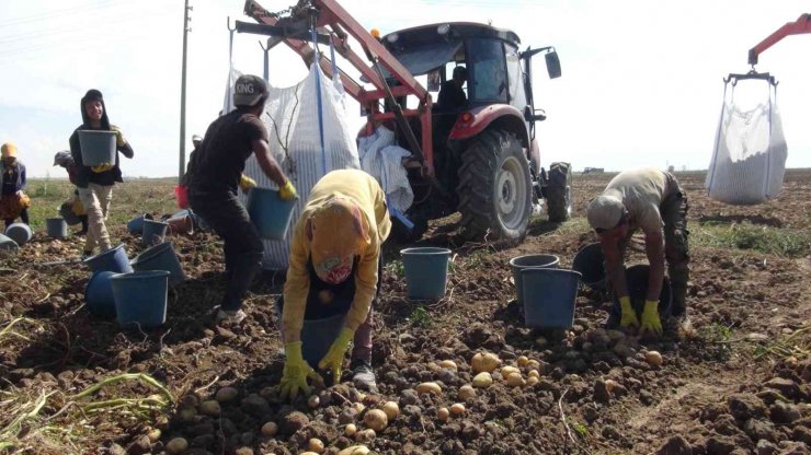 Niğde’de patates hasadı başladı