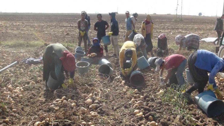 Niğde’de patates hasadı başladı