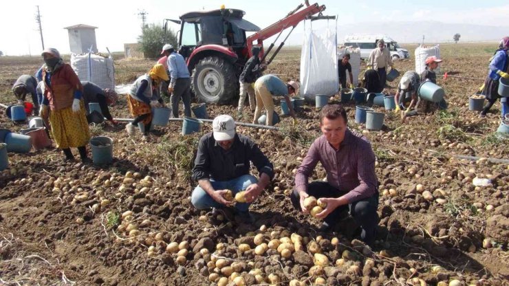 Niğde’de patates hasadı başladı